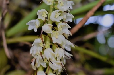 Coelia triptera, photographed by Adriana García Ramírez