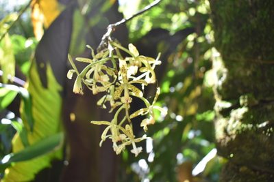 Epidendrum cristatum, photographed by Adriana García Ramírez