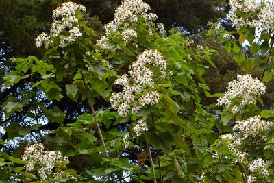 Montanoa leucantha, photographed by Neptalí Ramírez Marcial