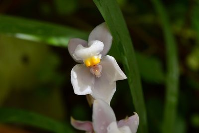 Cuitlauzina pulchella, photographed by Neptalí Ramírez Marcial