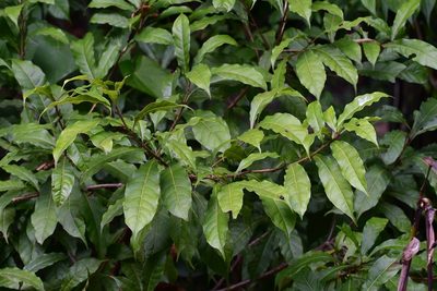 Meliosma dentata, photographed by Neptalí Ramírez Marcial