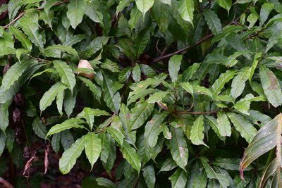 Meliosma dentata, photographed by Neptalí Ramírez Marcial