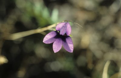 Monopsis simplex, photographed by Tom Lloyd Evans