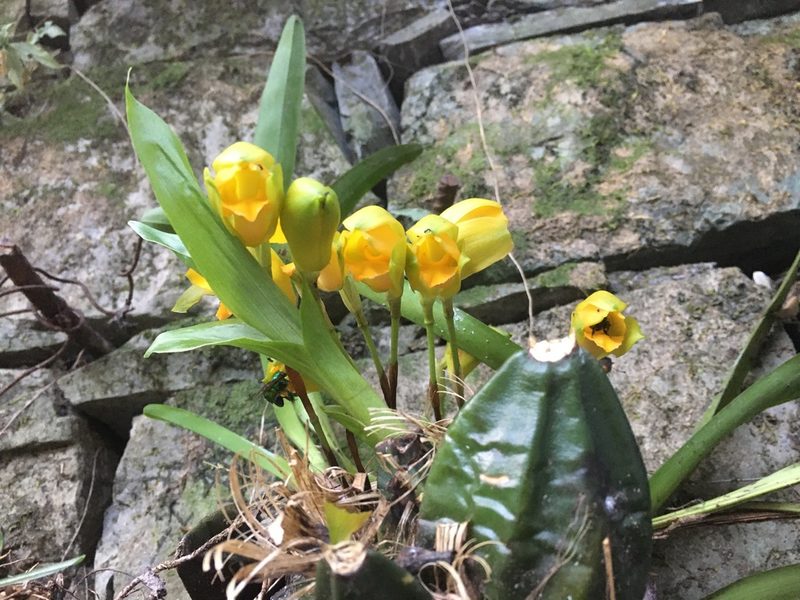 Lycaste consobrina, photographed by Adriana García Ramírez