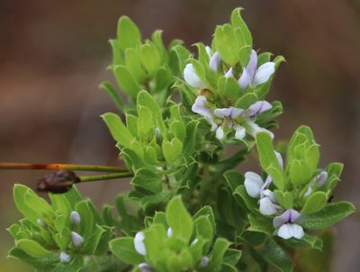 Psoralea obliqua, photographed by Tony Rebelo