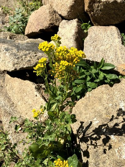 Senecio rapifolius, photographed by Jared Shorma