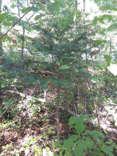 Abies holophylla, photographed by Maxim Shashkov