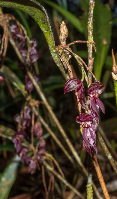 Pleurothallis lindenii, photographed by DANIEL ALEJANDRO CHICA BOTERO