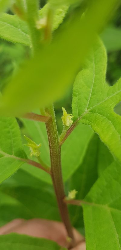 Digitacalia jatrophoides, photographed by Eugenio Padilla