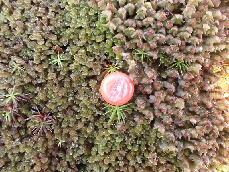 Marsupella sphacelata, photographed by Roger Rittmaster