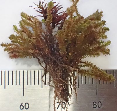 Marsupella sphacelata, photographed by Roger Rittmaster