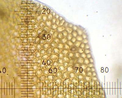 Marsupella sphacelata, photographed by Roger Rittmaster