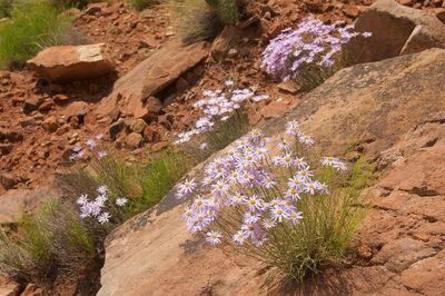 Erigeron utahensis, photographed by Rolf Lawrenz