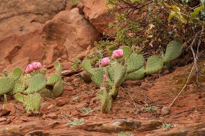 Opuntia aurea, photographed by Rolf Lawrenz