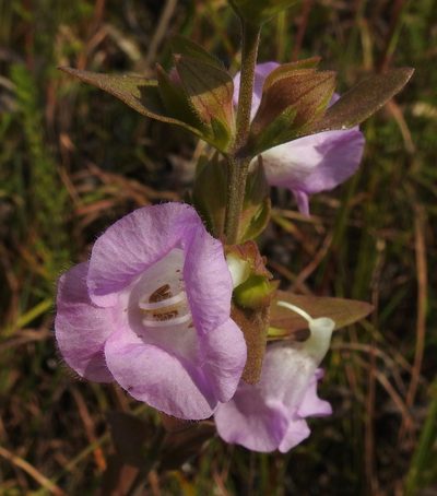 Agalinis auriculata, photographed by Laura Gaudette