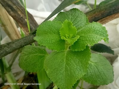 Coleus amboinicus, photographed by Ong Jyh Seng