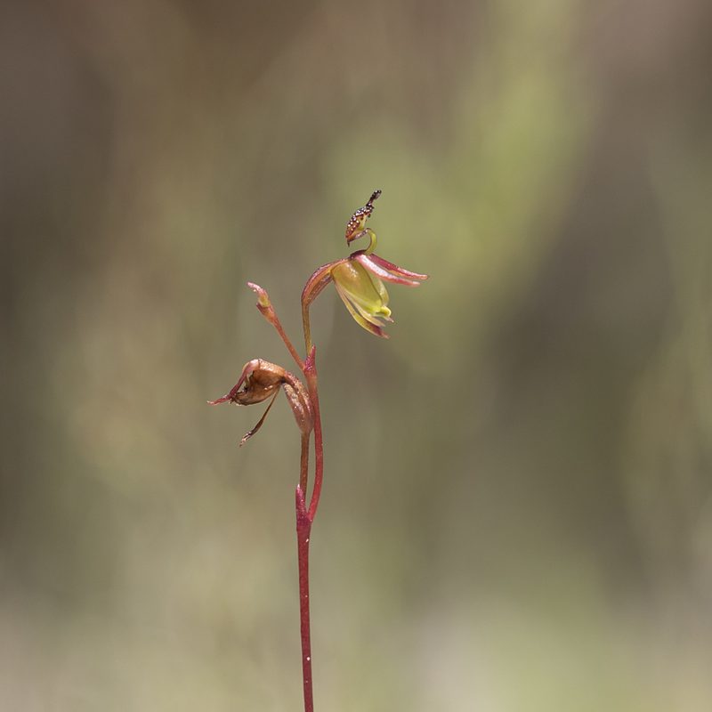 Caleana minor, photographed by Kym Nicolson