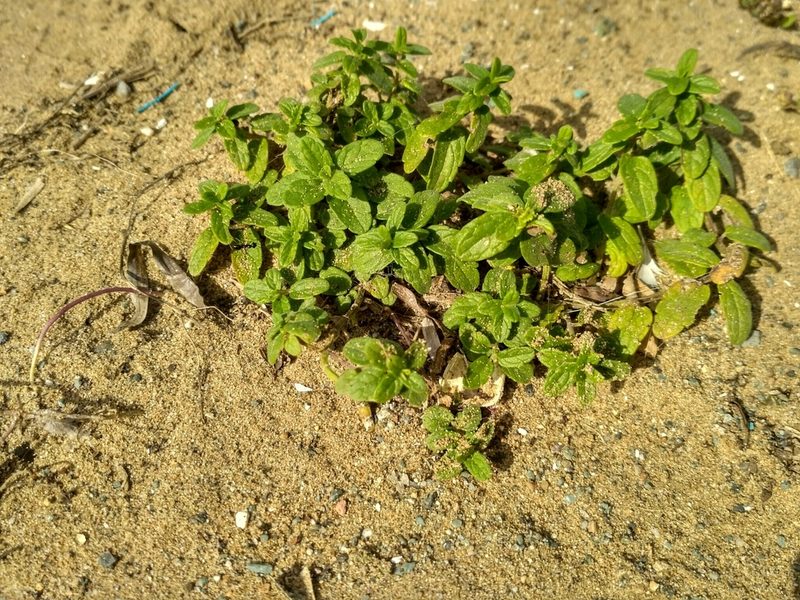 Scutellaria strigillosa, photographed by Natalya Ivanova