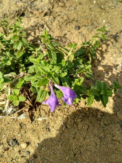 Scutellaria strigillosa, photographed by Natalya Ivanova