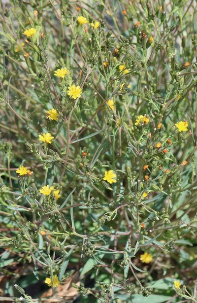Askellia elegans, photographed by John W. Hancock