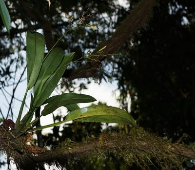 Polystachya cultriformis, photographed by Romer N. Rabarijaona