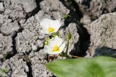 Sagittaria montevidensis, photographed by L. K. Holt