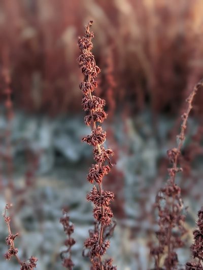 Rumex dentatus, photographed by Rachel Stringham