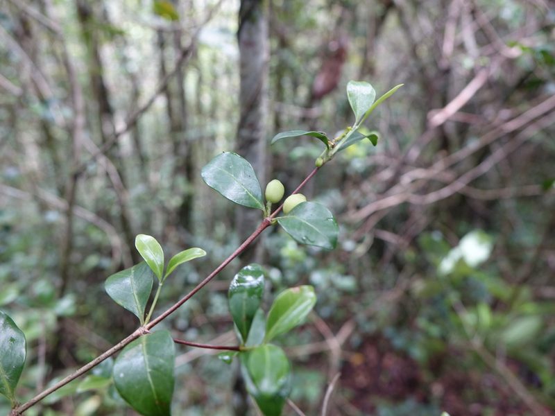 Coffea buxifolia, photographed by Romer N. Rabarijaona
