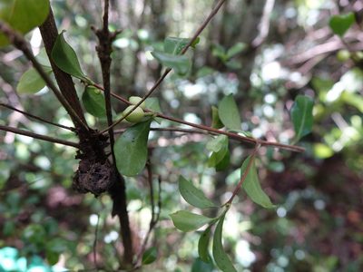 Coffea buxifolia, photographed by Romer N. Rabarijaona