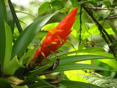 Guzmania berteroniana, photographed by Annika Lindqvist