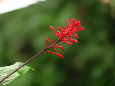 Odontonema cuspidatum, photographed by Annika Lindqvist