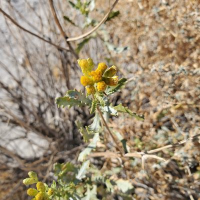 Isocoma acradenia, photographed by Dan Horowitz