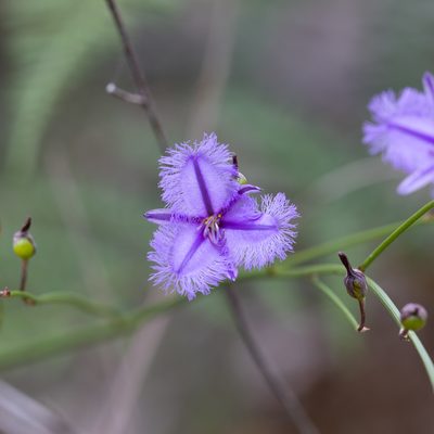 Thysanotus racemoides, photographed by Kym Nicolson