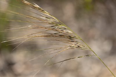 Austrostipa semibarbata, photographed by Kym Nicolson