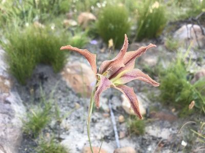 Gladiolus liliaceus, photographed by Sam McCarren