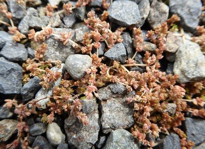 Crassula mataikona, photographed by Aalbert Rebergen