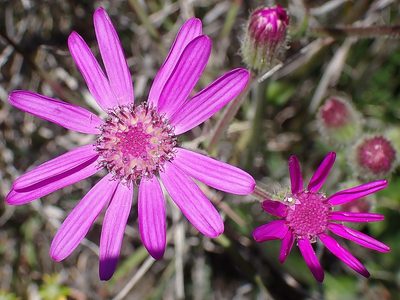 Senecio macrocephalus, photographed by Di Turner