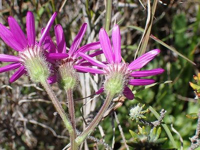 Senecio macrocephalus, photographed by Di Turner