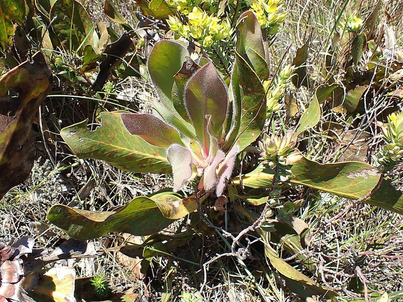 Protea foliosa, photographed by Di Turner