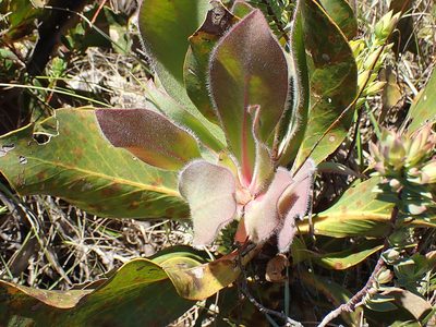 Protea foliosa, photographed by Di Turner