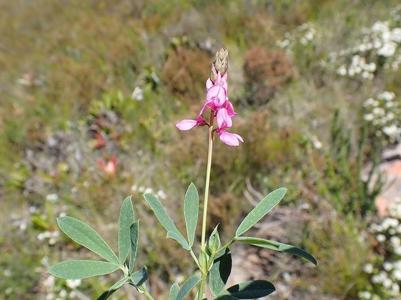 Indigofera monostachya, photographed by Di Turner