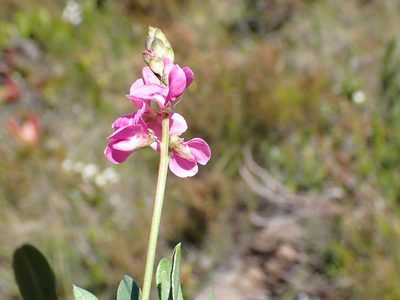 Indigofera monostachya, photographed by Di Turner