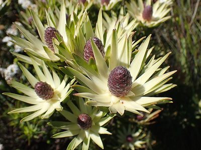 Leucadendron loeriense, photographed by Di Turner