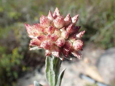 Helichrysum appendiculatum, photographed by Di Turner