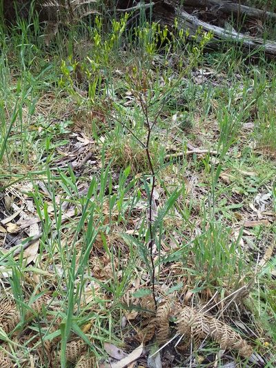 Senecio picridioides, photographed by insiderelic