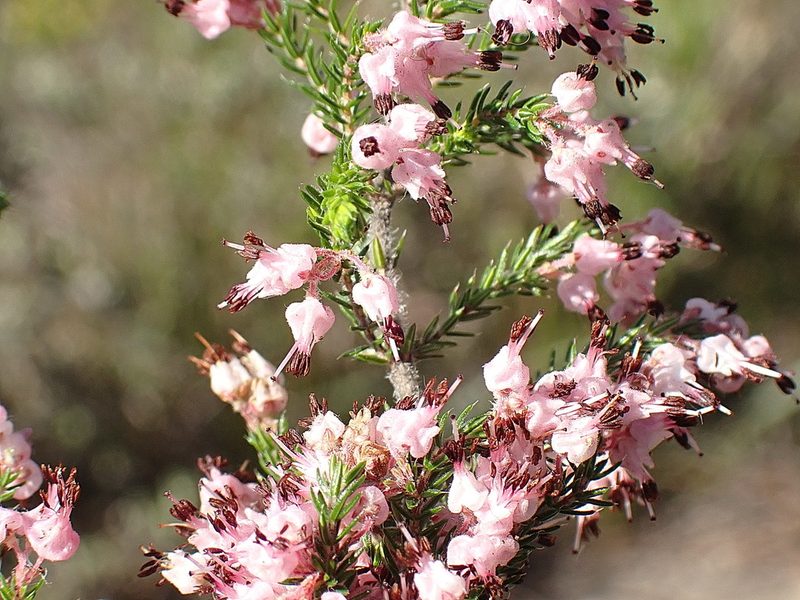 Erica oresbia, photographed by Di Turner