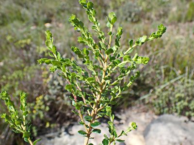 Agathosma venusta, photographed by Di Turner