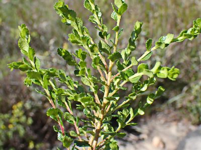 Agathosma venusta, photographed by Di Turner