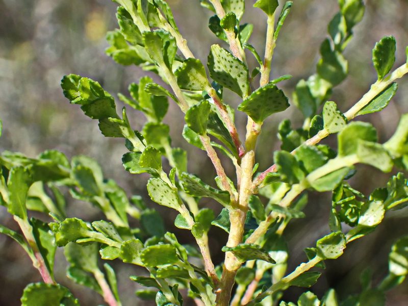 Agathosma venusta, photographed by Di Turner