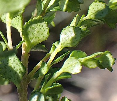 Agathosma venusta, photographed by Di Turner